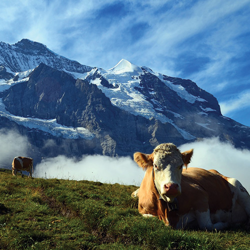 Photo of a cow lying on a mountain in Switzerland, we see other mountains with snow