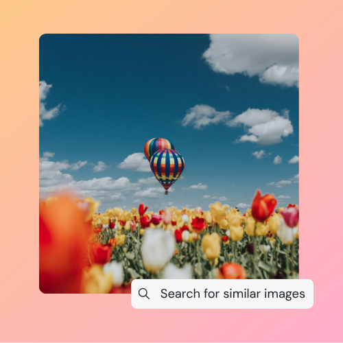 Image of two hot air balloons flying over a field of tulips