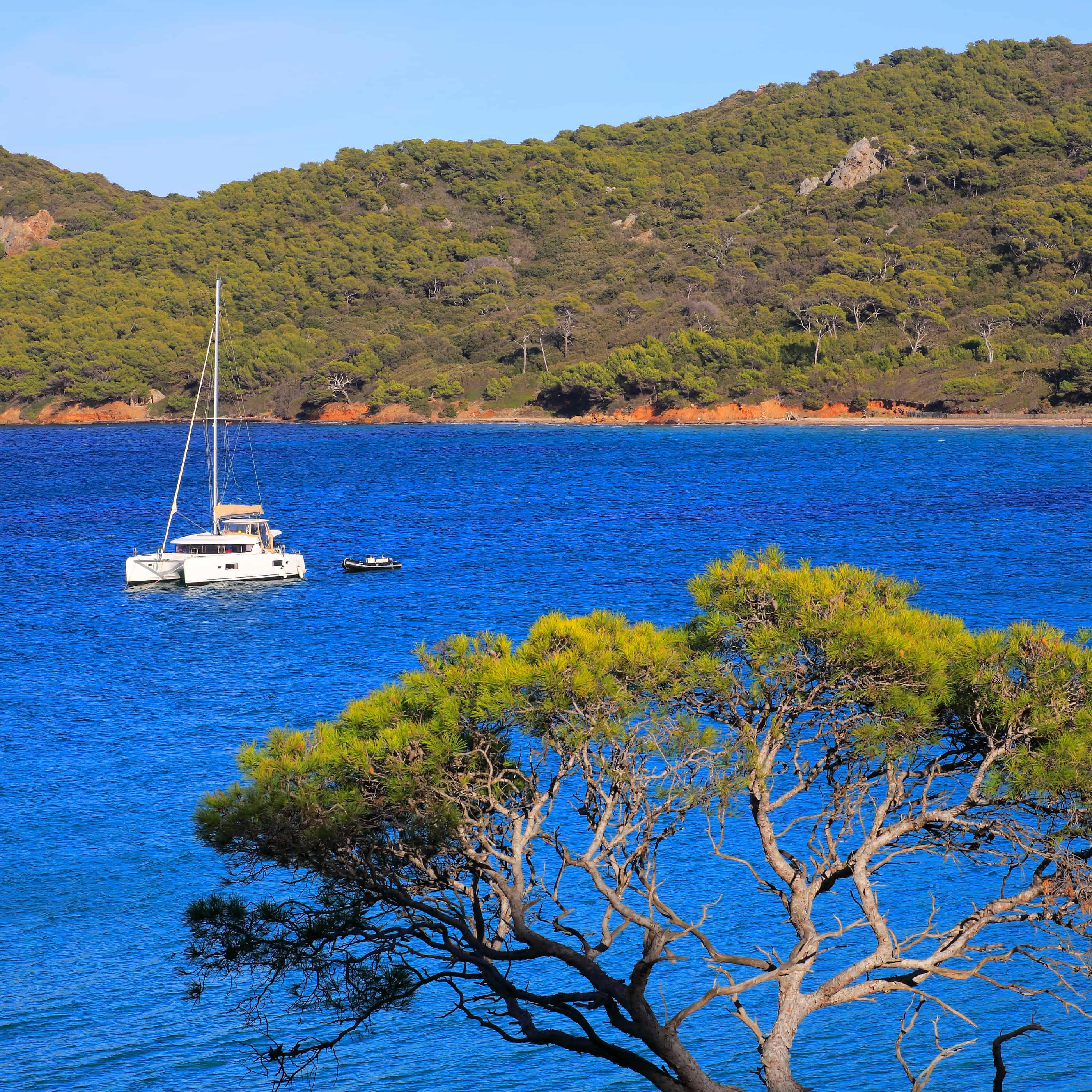 A white catamaran is anchored in the turquoise waters of a Mediterranean bay, bordered by wooded hills, with an umbrella pine in the foreground.
