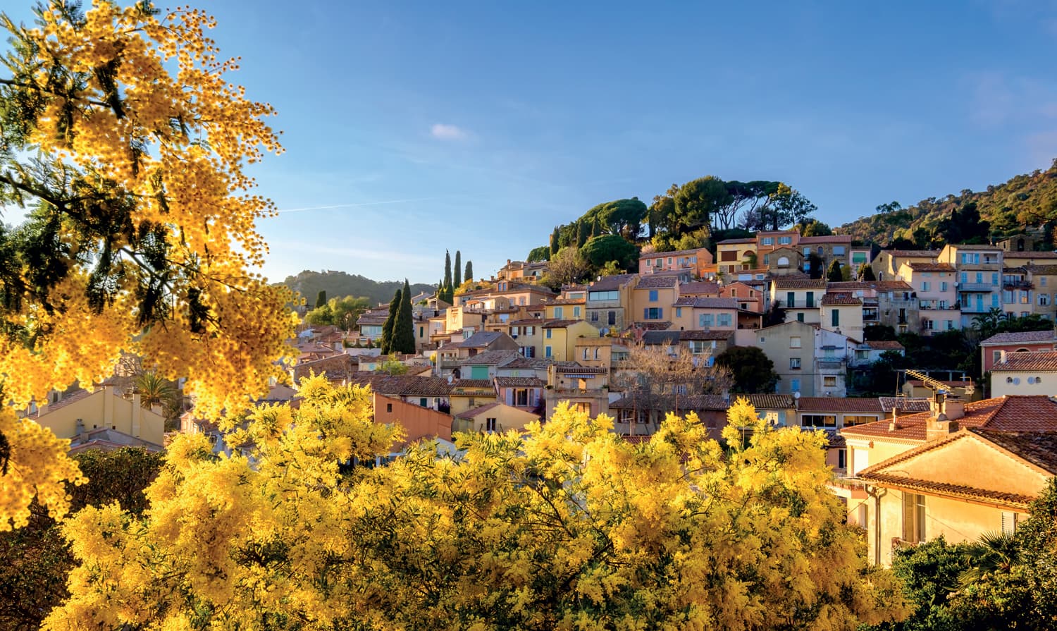 A Provençal village with colorful facades terraced along a hillside, framed in the foreground by large mimosa trees in full, brilliant yellow bloom beneath a blue sky.