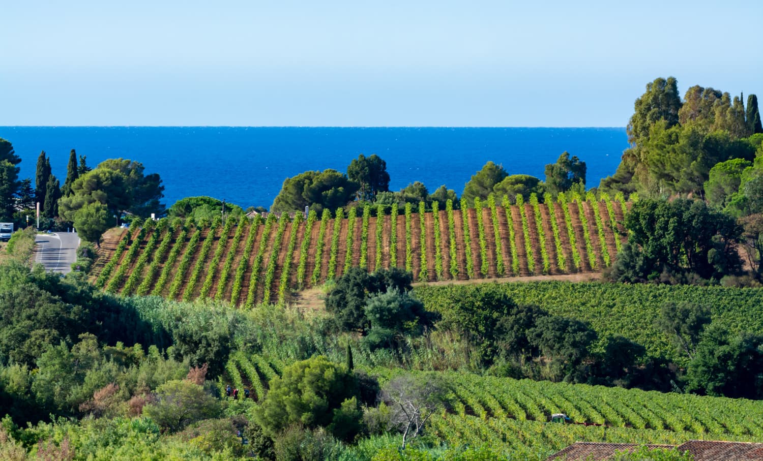 Rows of lush green vines stretch across the hillside facing the Mediterranean Sea, beneath a clear blue sky.
