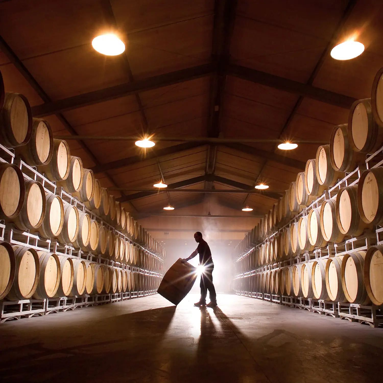 Man carrying a barrel in a cellar filled with wine barrels.